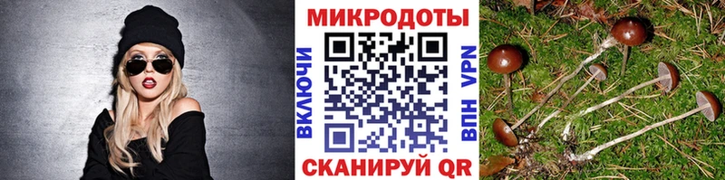 Галлюциногенные грибы Psilocybe Избербаш